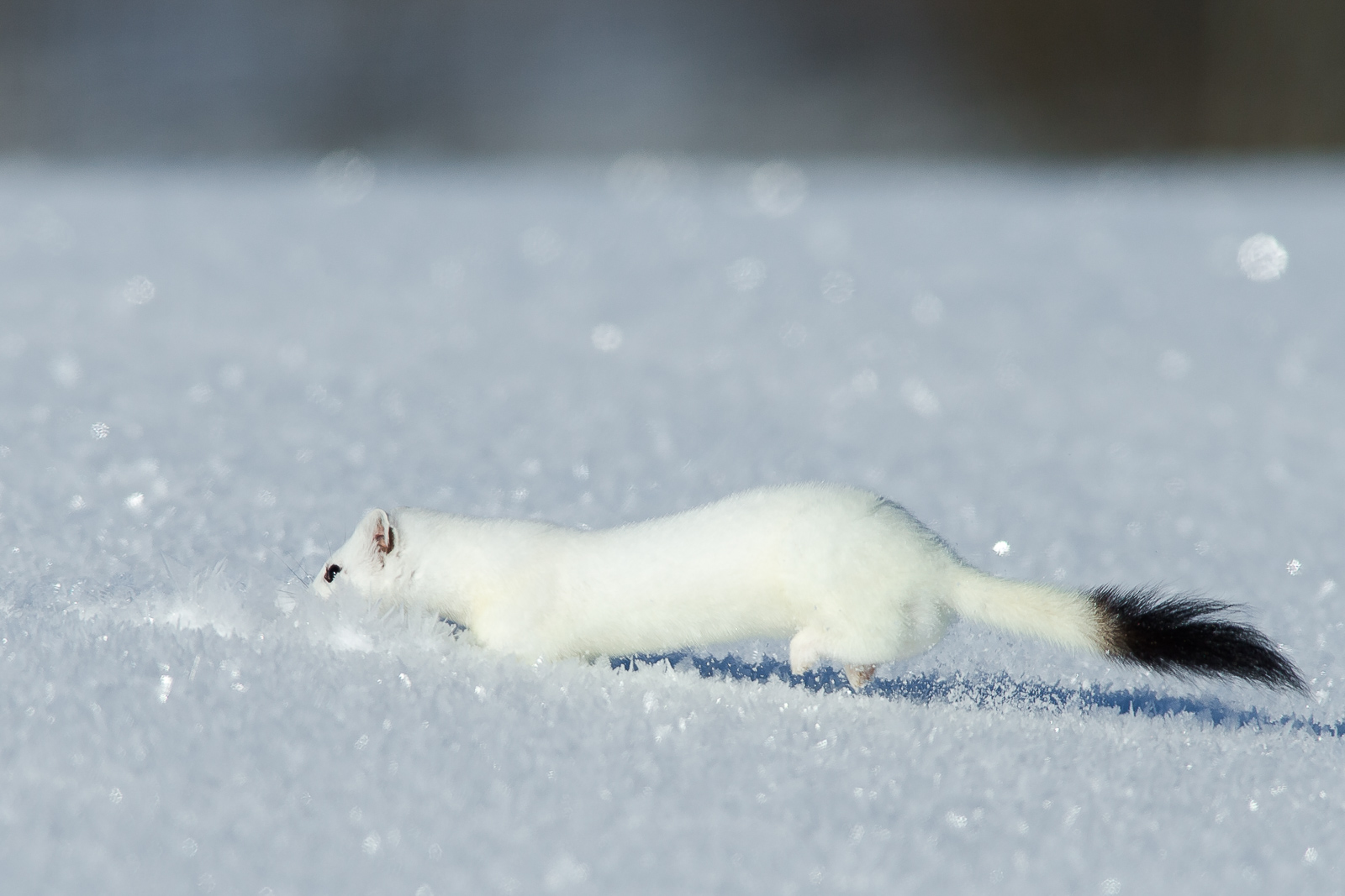 White Ermine 12
